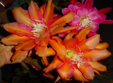 (image for) Epiphyllum Crenatum Kona Coast 5 Seeds